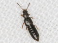 presumed Carpelimus erichsoni